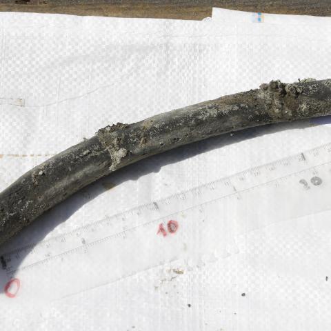 Een van de gevonden botten, een deel van een slagtand