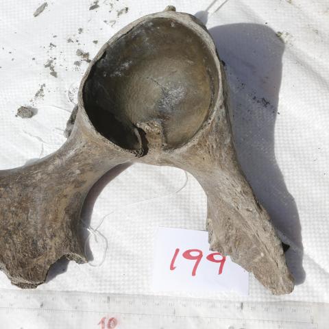 Een van de gevonden botten, een heupgewricht van een paard