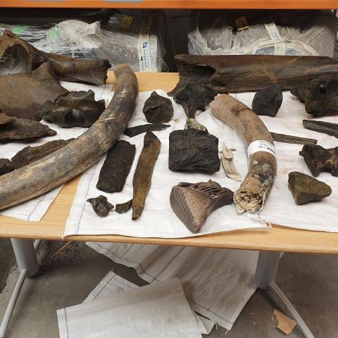 Een overzicht van een deel van de vondst met onder andere de twee slagtanden en de kies van een mammoet